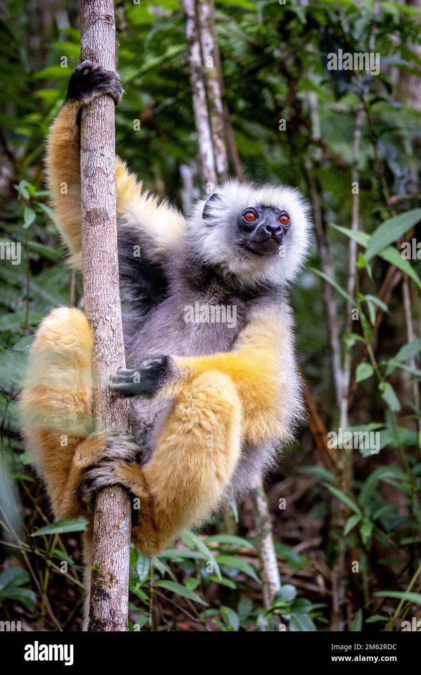 Diademed Sifaka golden lemur climbing trees in Andasibe-Mantadia National Park, Eastern Madagascar, Africa Stock Photo