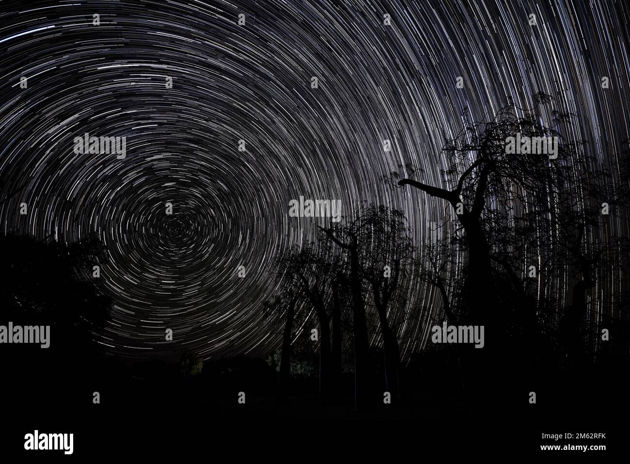 Star trails with baobab trees at Berenty Reserve, Madagascar, Africa Stock Photo