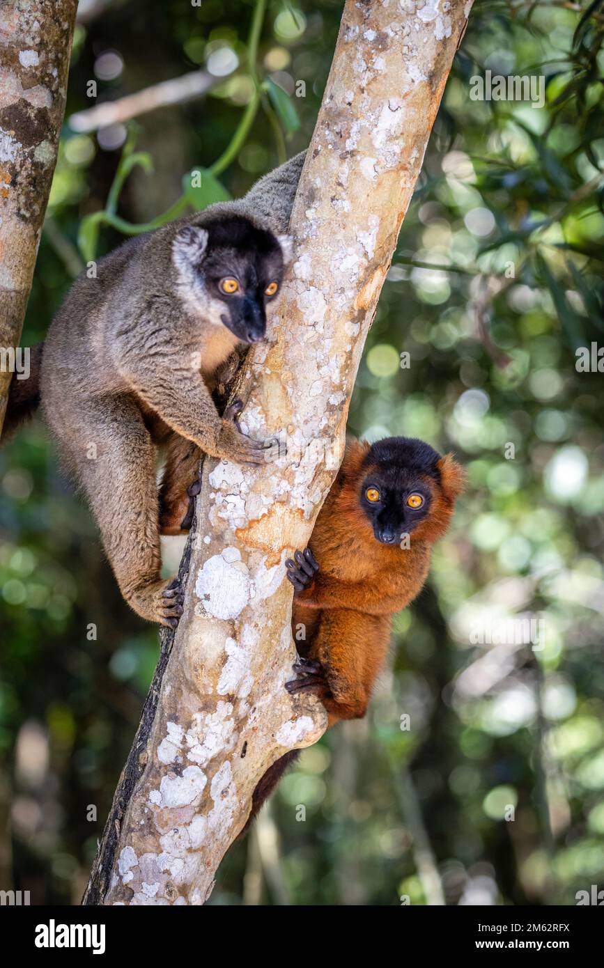 Red ruffed lemur in tree at Palmarium Reserve, Eastern Madagascar, Africa Stock Photo