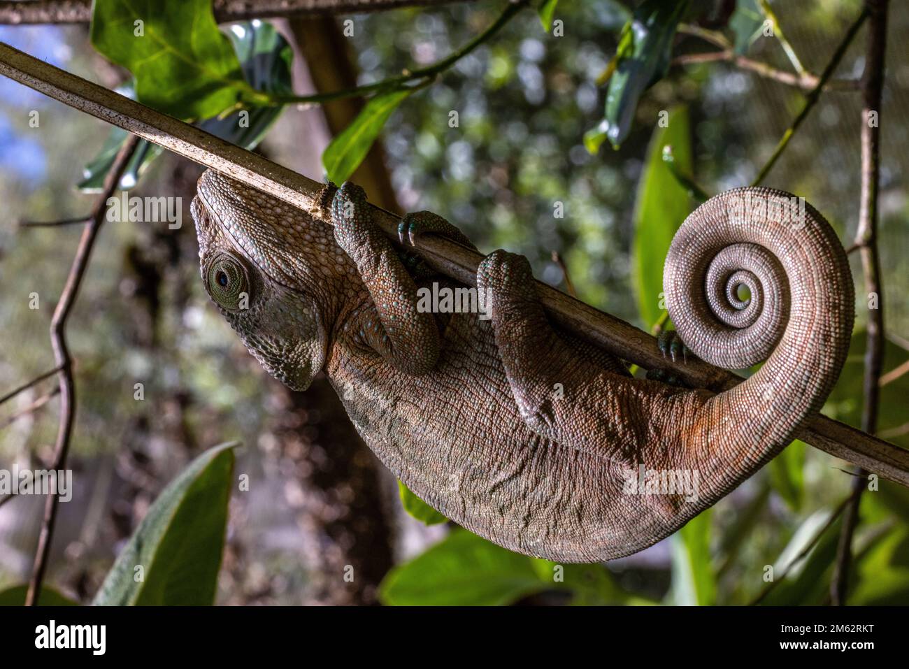 Parson's Chameleon in Mandraka, Eastern Madagascar, Africa Stock Photo
