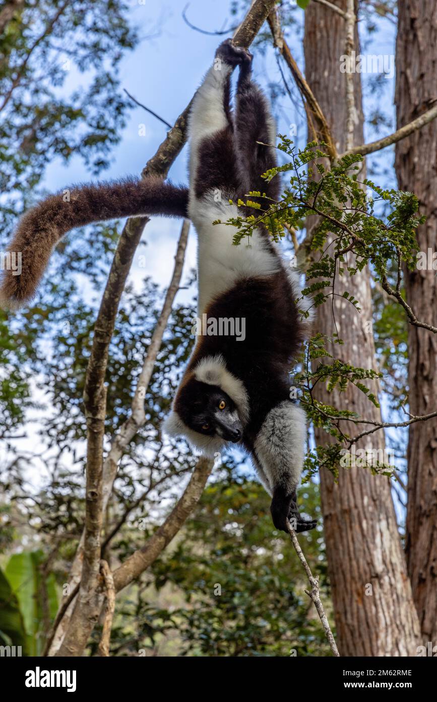Black-and-white ruffed lemur in Andasibe-Mantadia National Park, Eastern Madagascar, Africa Stock Photo