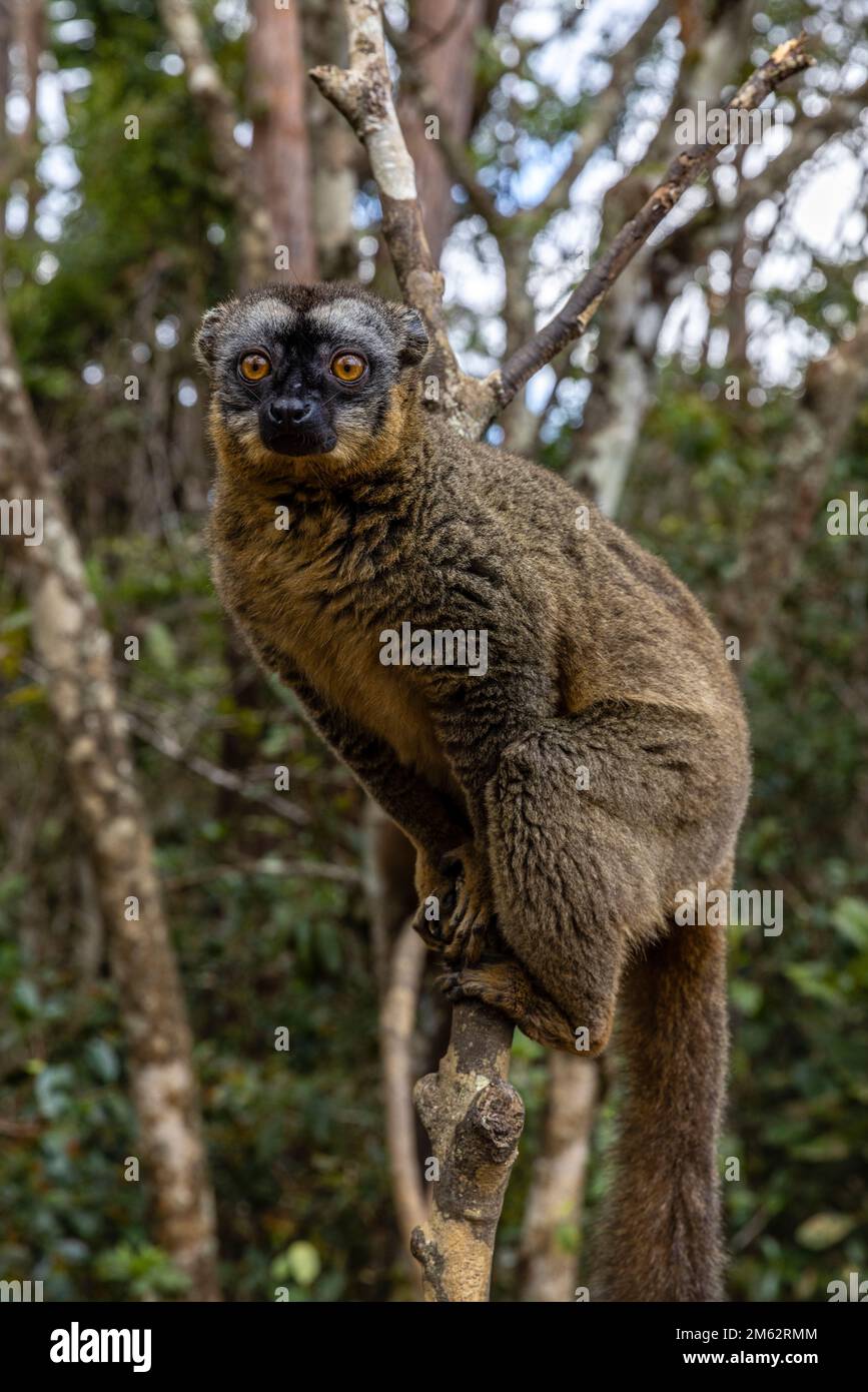 Common Brown lemur in Andasibe-Mantadia National Park, Eastern Madagascar, Africa Stock Photo