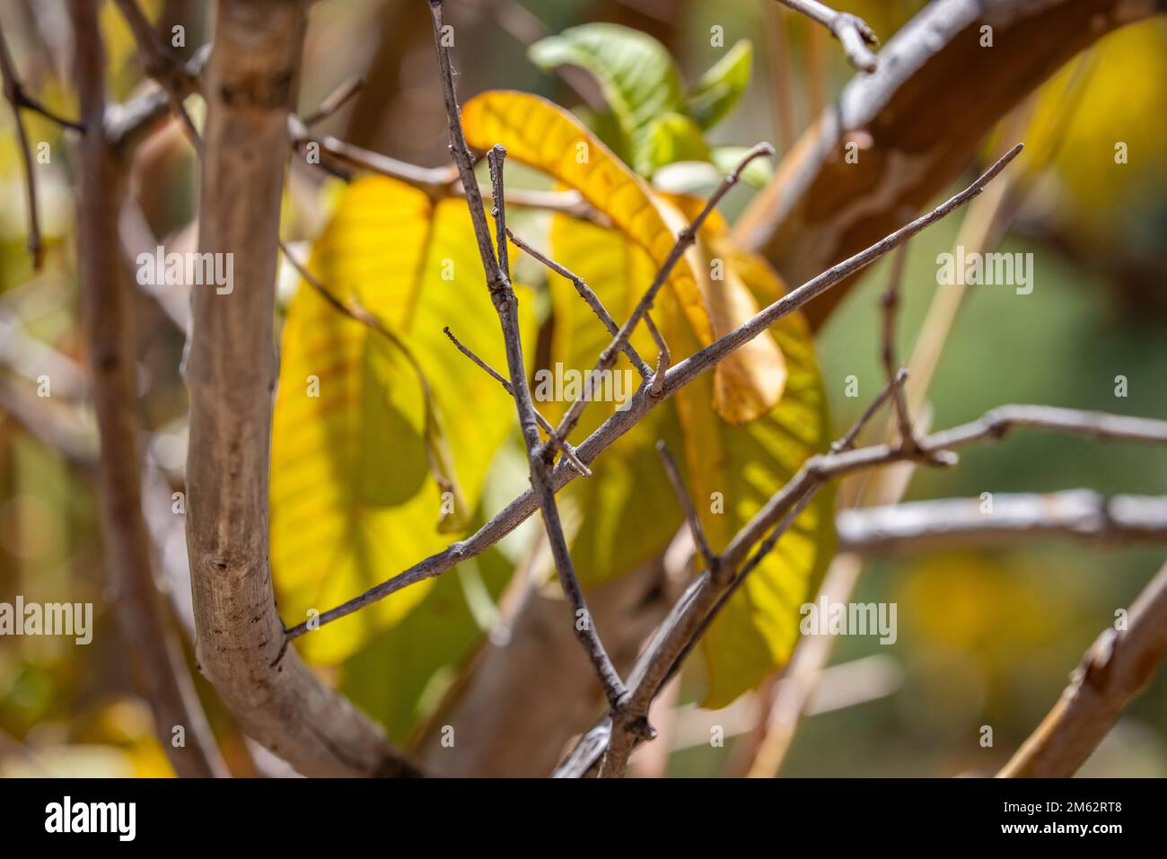 Stick insect on tree at Isalo National Park, Madagascar, Africa Stock Photo