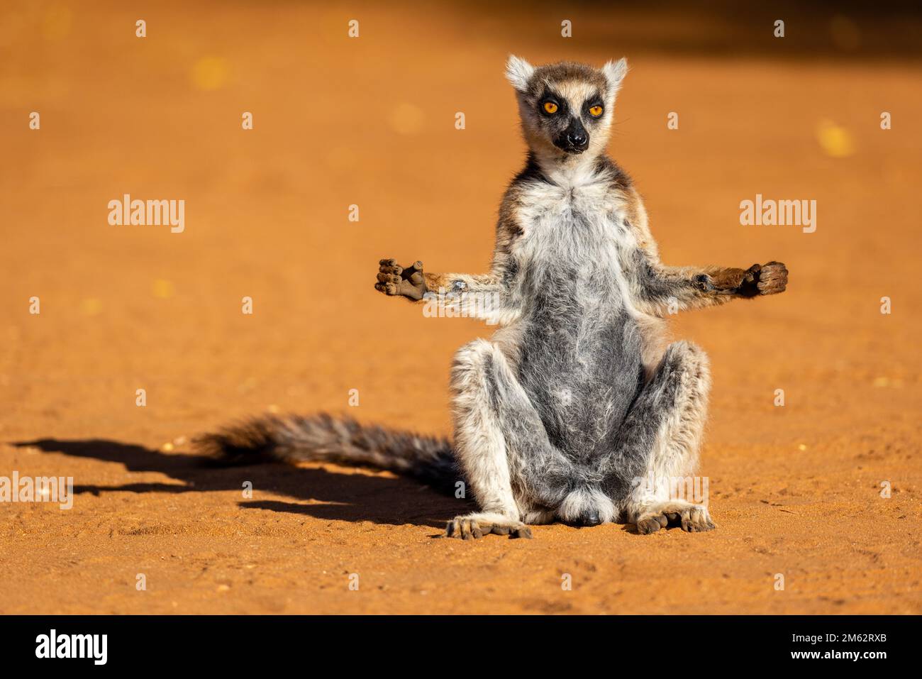 Ringtail lemur sunning at Berenty Reserve, Malaza forest in Mandrare valley, Madagascar, Africa Stock Photo