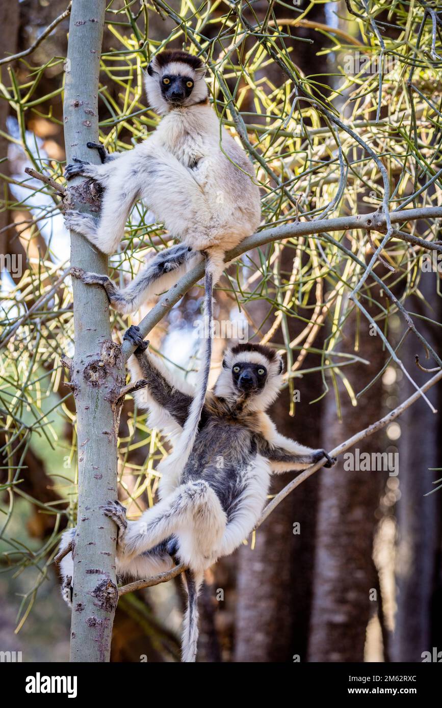 Verreaux's Sifaka lemurs at Berenty Reserve, Malaza forest in Mandrare valley, Madagascar, Africa Stock Photo
