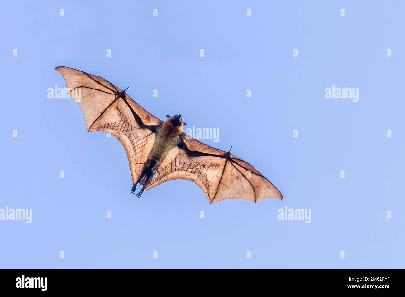 Flying foxes / fruit bats at Berenty Reserve, Malaza forest in Mandrare valley, Madagascar, Africa Stock Photo