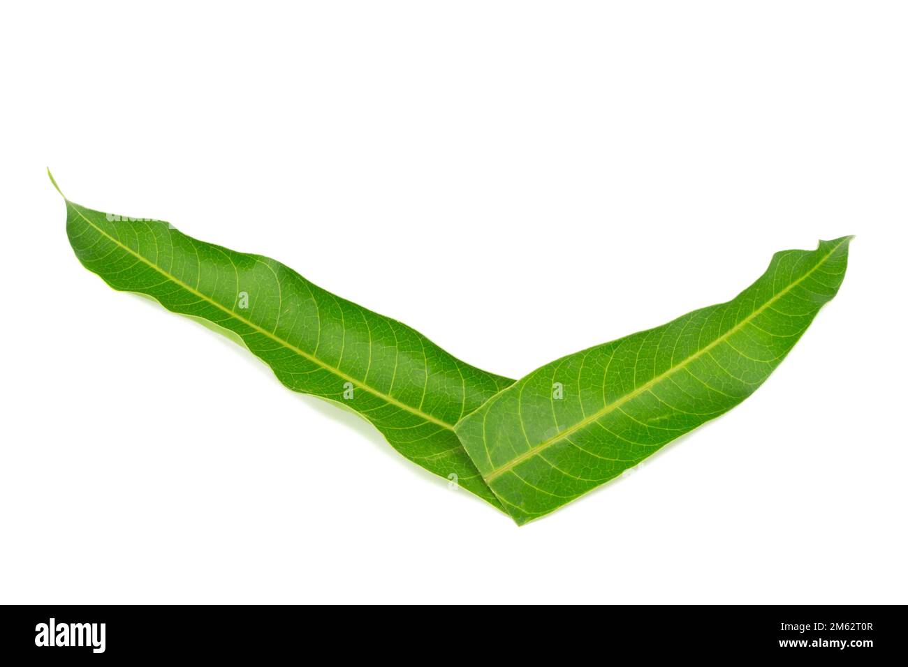 mango leaves isolated on white, green leaves Stock Photo Alamy