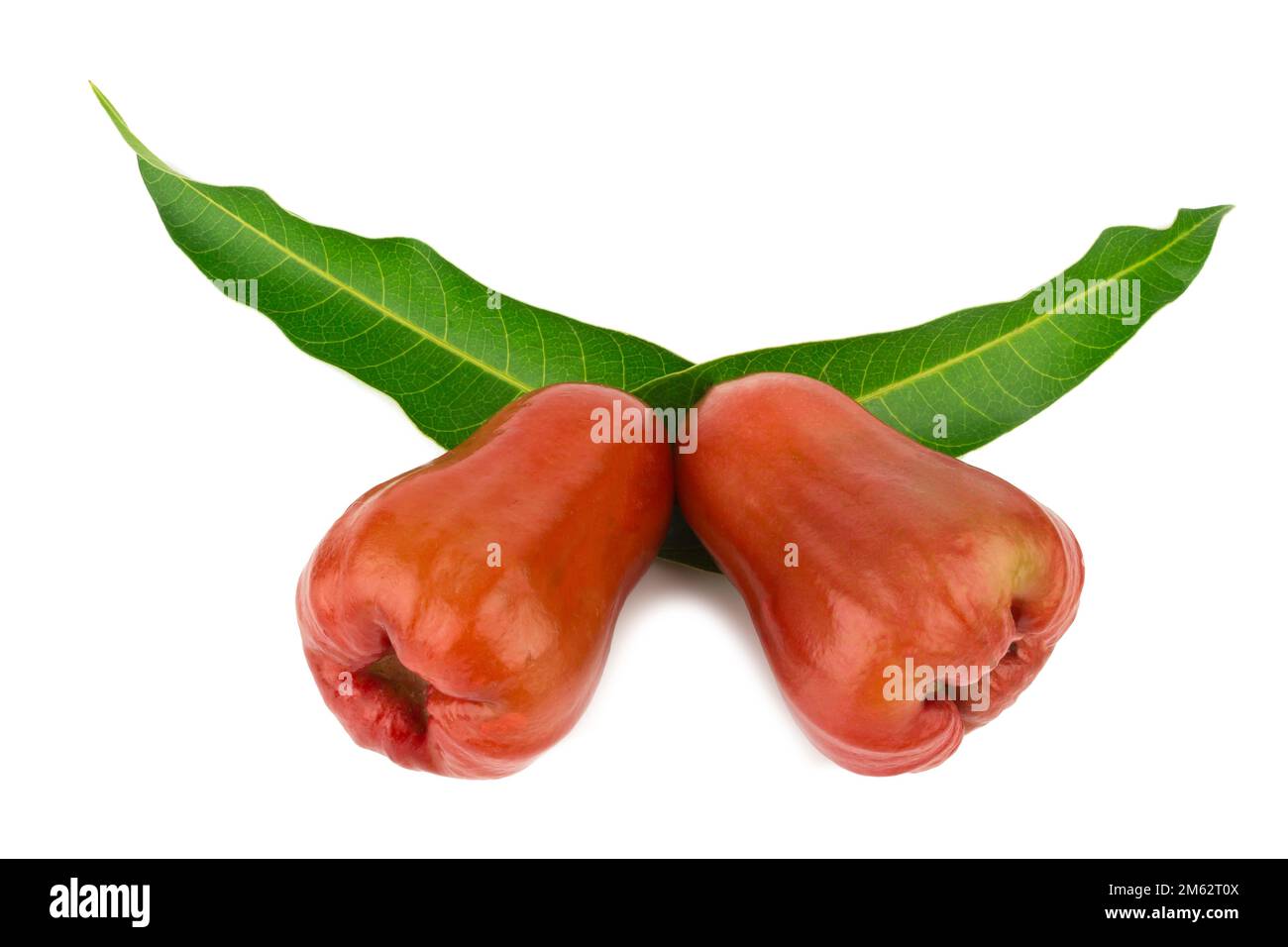 rose apple from thailand isolated on white background. Stock Photo