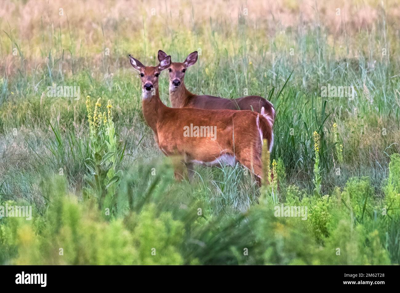 White tailed Deer stand at attention in a flourishing green field at Summertime. Stock Photo