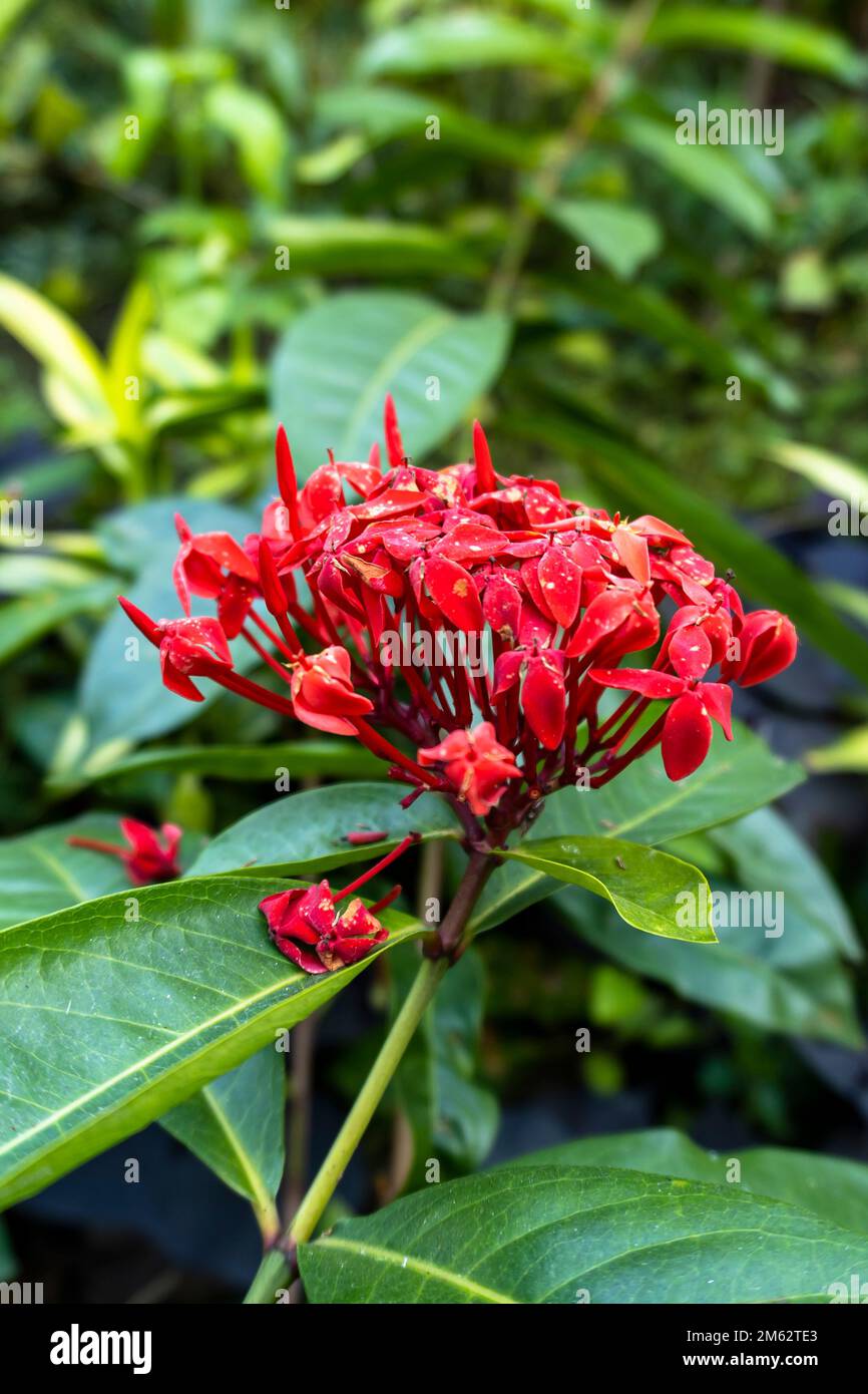 Portrait view a species of flowering plant in the family Rubiaceae. Scientific name is Ixora coccinea Stock Photo