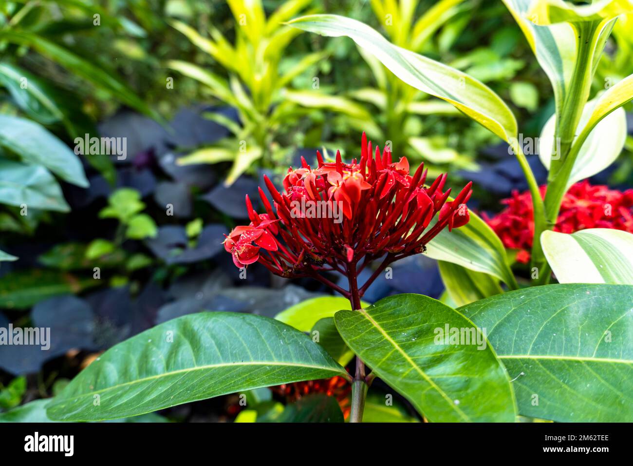 a species of flowering plant in the family Rubiaceae. Scientific name is Ixora coccinea Stock Photo