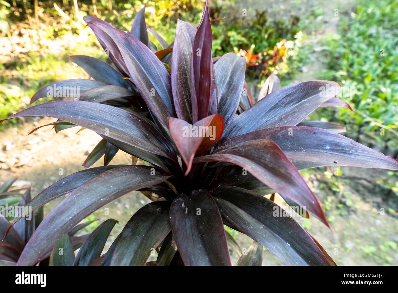 Scientific name of red Cordyline compacta leaves. this plant can be used as focal point in the garden Stock Photo