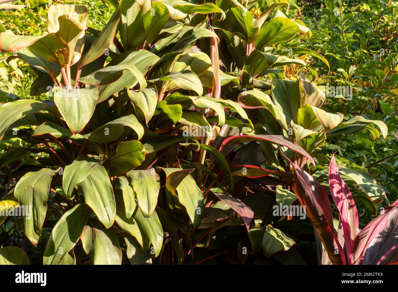 Croton, plant with colorful ornamental foliage. Deciduous plant in the
