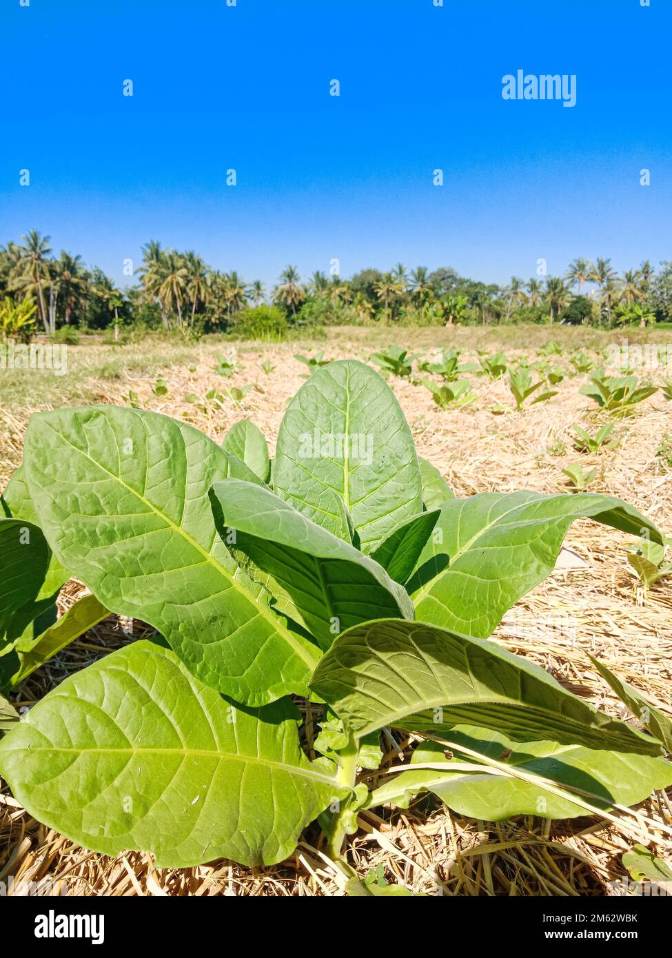 Tobacco plants in rice field with beautiful view of mount rinjani Stock  Photo