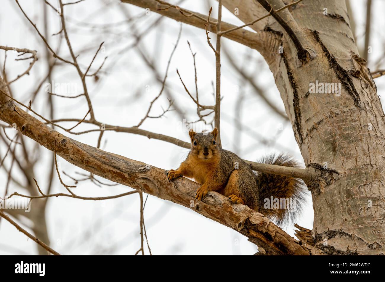 Wikd Squirrel A beautiful wild squirrel sits on the branches of a tree in the winter ...