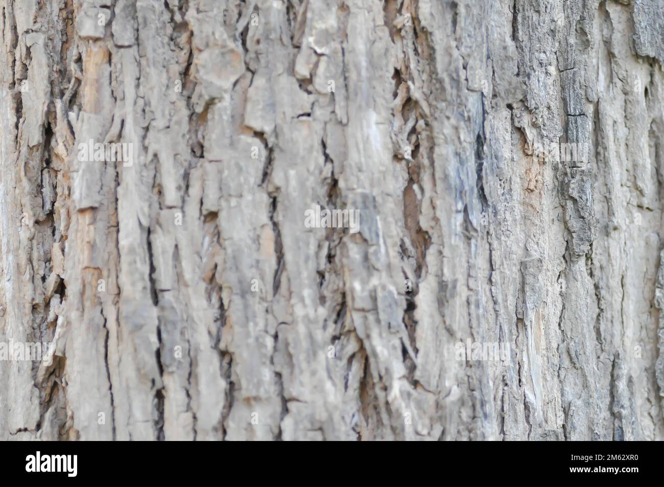 tree bark or bark background, Alstonia scholaris or APOCYNACEAE or