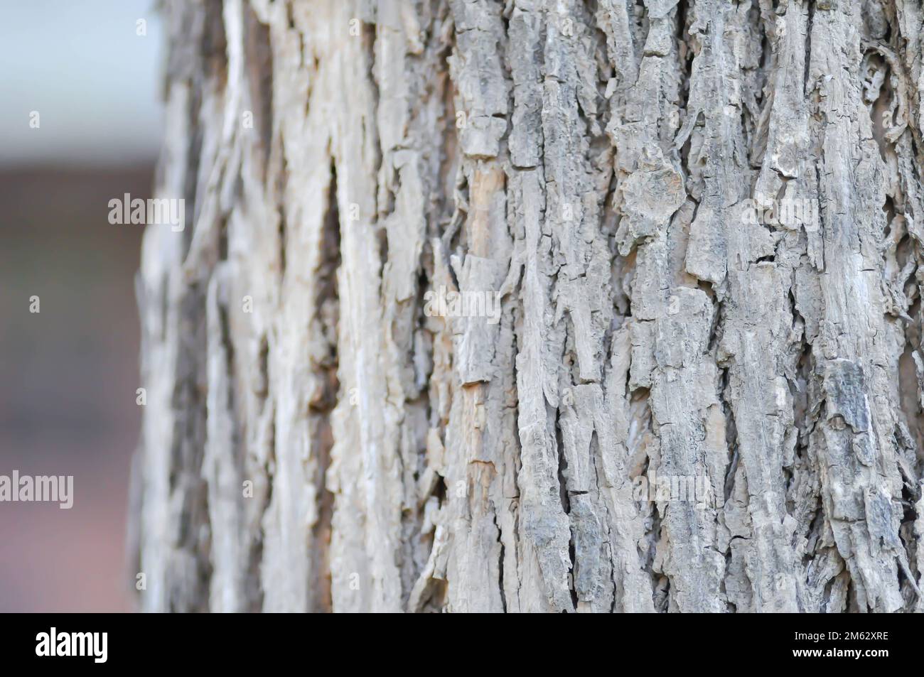 Devils tree hi-res stock photography and images - Alamy