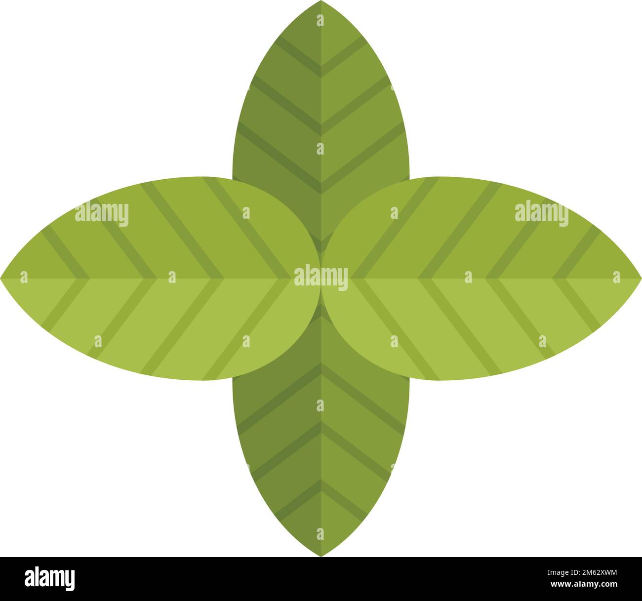 Ocimum basilicum drawing Stock Vector Images - Alamy