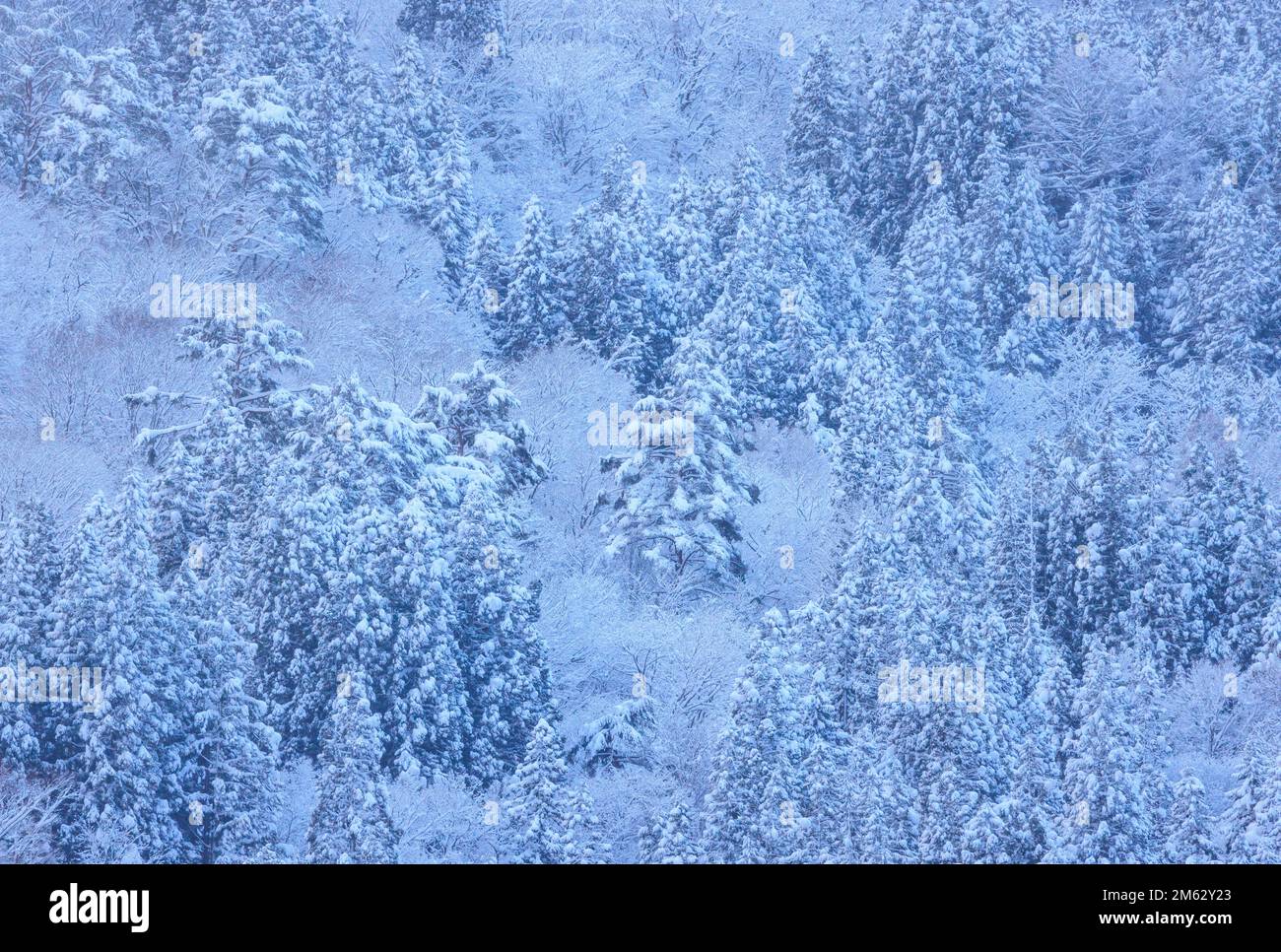 Snow covered trees in white winter landscape Stock Photo