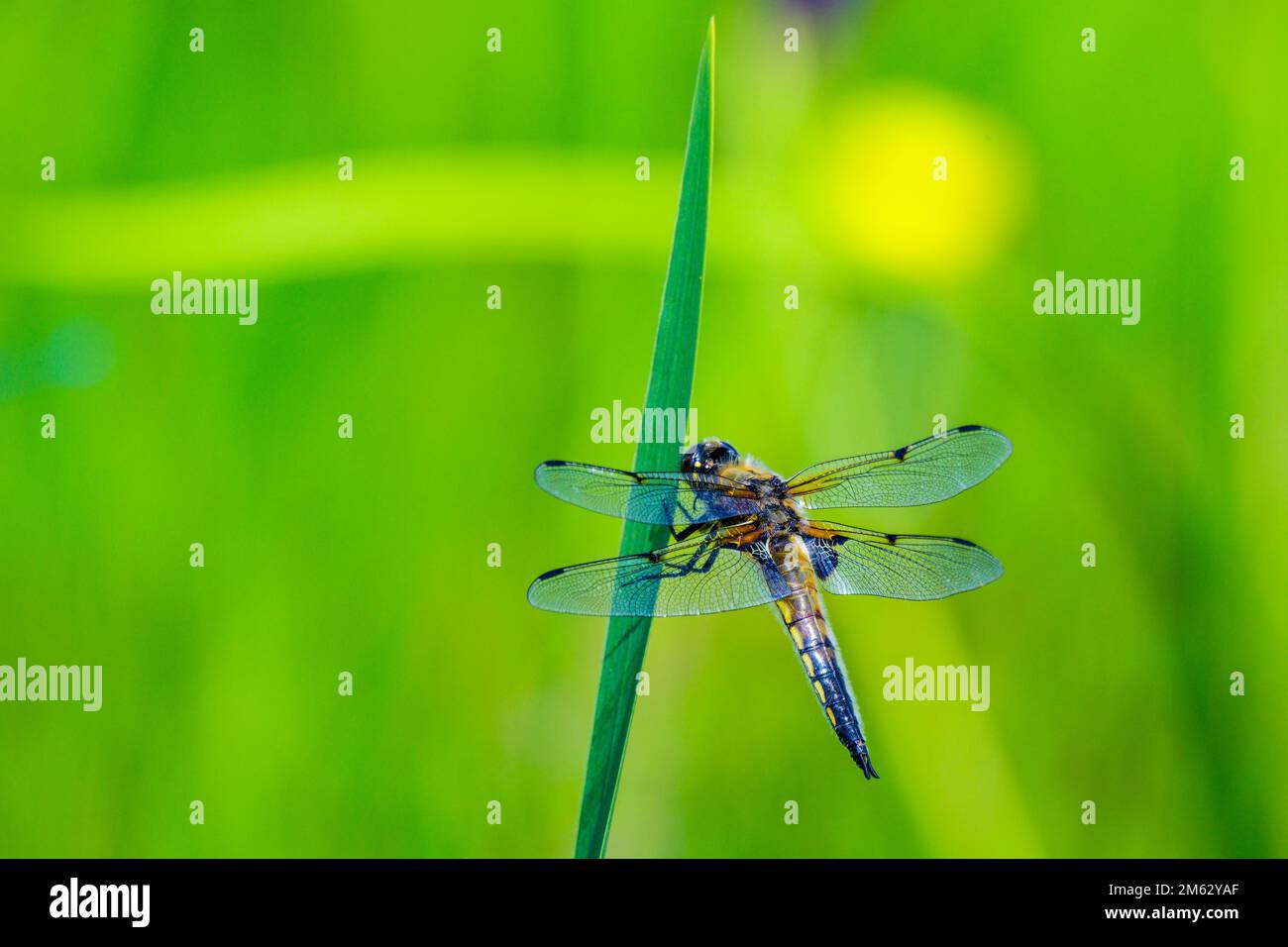 A closeup of a beautiful four-spotted chaser dragonfly on a green plant ...