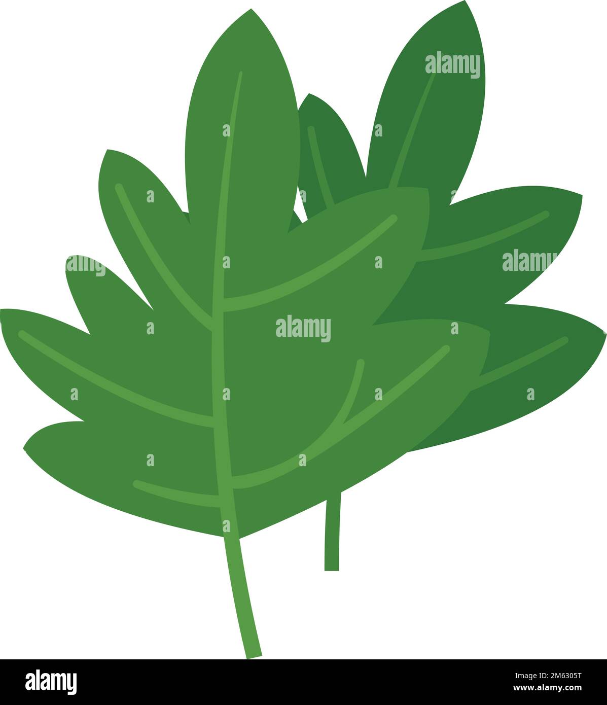 Parsley icon flat vector. Leaf herb. Garnish plant isolated Stock