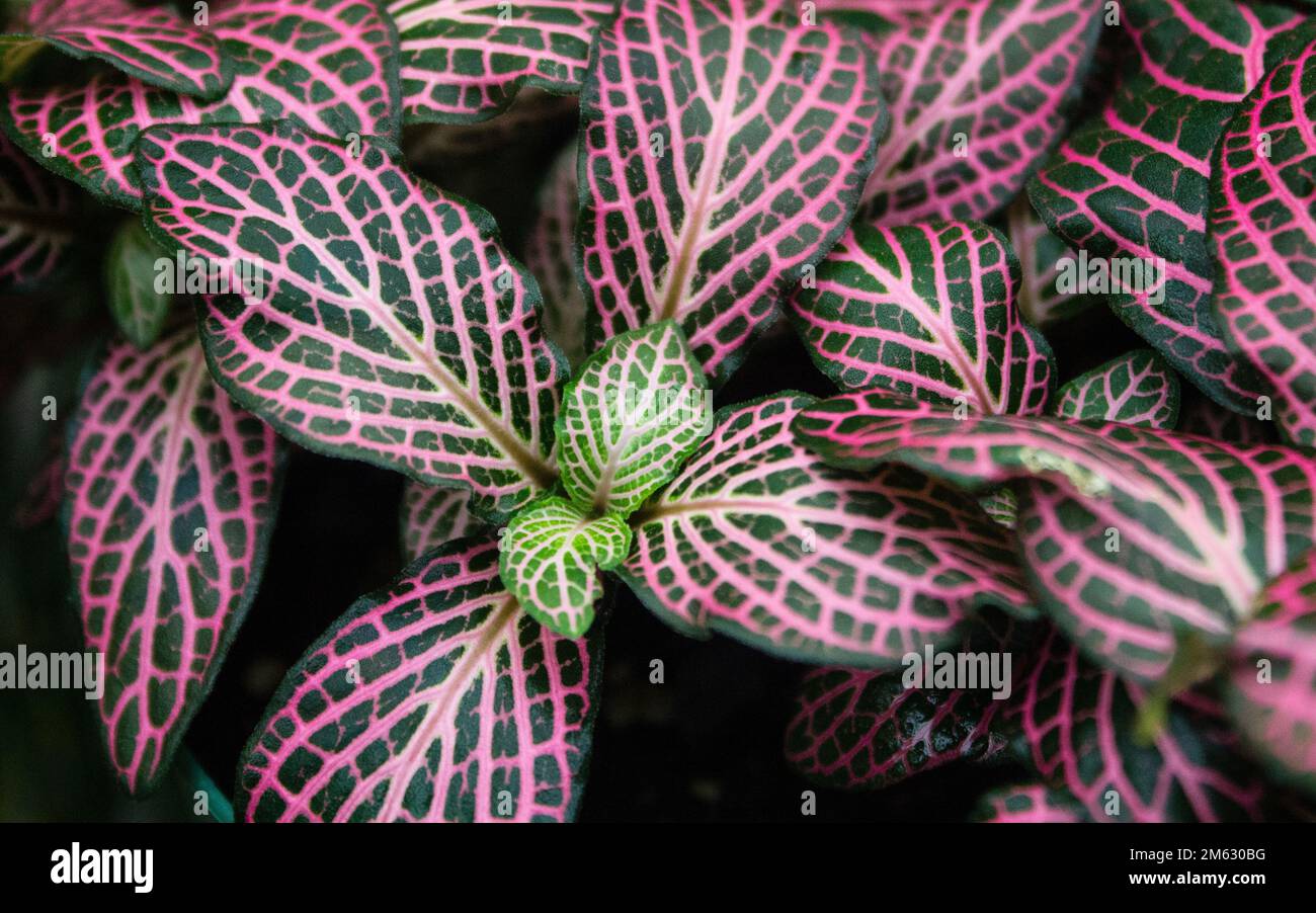 Pink and Green Fittonia Stock Photo