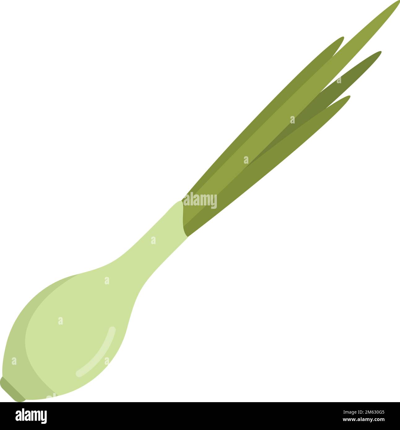 Chopped coriander Stock Vector Images - Alamy