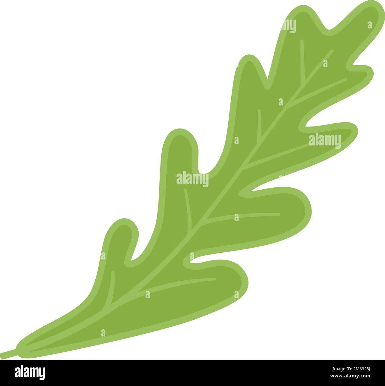Mizuna rocket lettuce hi-res stock photography and images - Alamy
