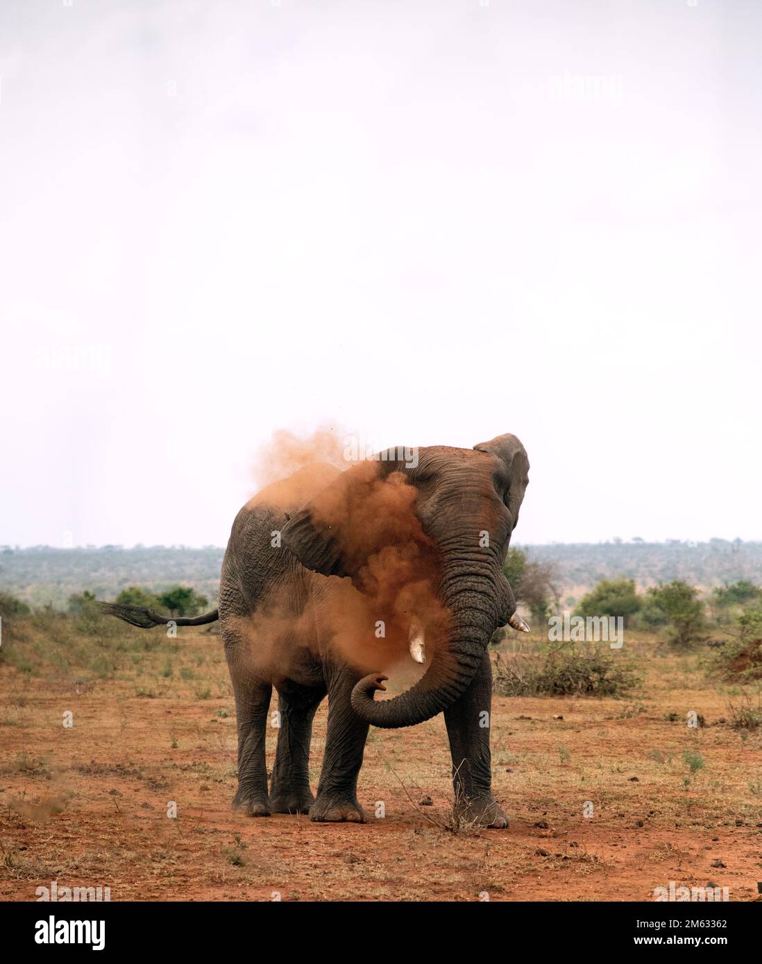 A huge elephant putting dust around its body Stock Photo - Alamy