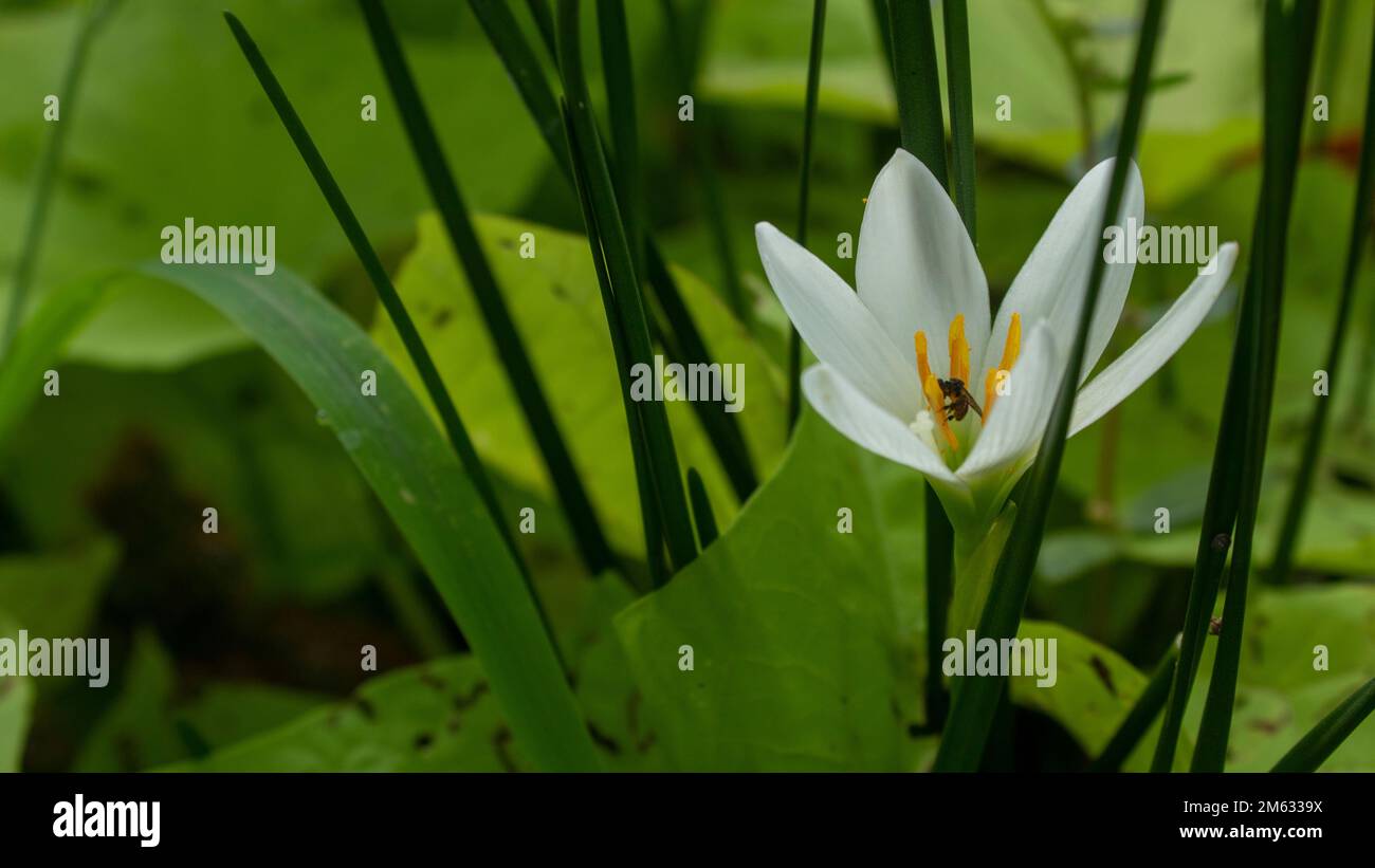 Touch a bee hi-res stock photography and images - Alamy