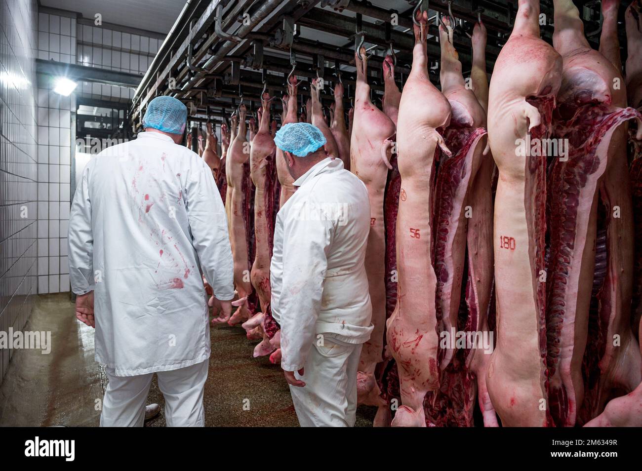 PRODUCTION - 14 November 2022, Bavaria, Bamberg: Julian Schulz (l), Managing Director of the Bamberg abattoir, talks to two butchers in the cold store next to slaughtered pigs. Approximately 1,000 pigs and 300 cattle are slaughtered each day at the Bamberg abattoir. Customers of the Bamberg slaughterhouse include Tönnis, Vion and Südfleisch. Less meat consumption, higher animal welfare requirements: it is becoming more difficult for Bavaria's slaughterhouses to cover their costs. Many of them are dependent on a few major customers. (to dpa: 'Meat consumption declines - Are large slaughterhouse Stock Photo