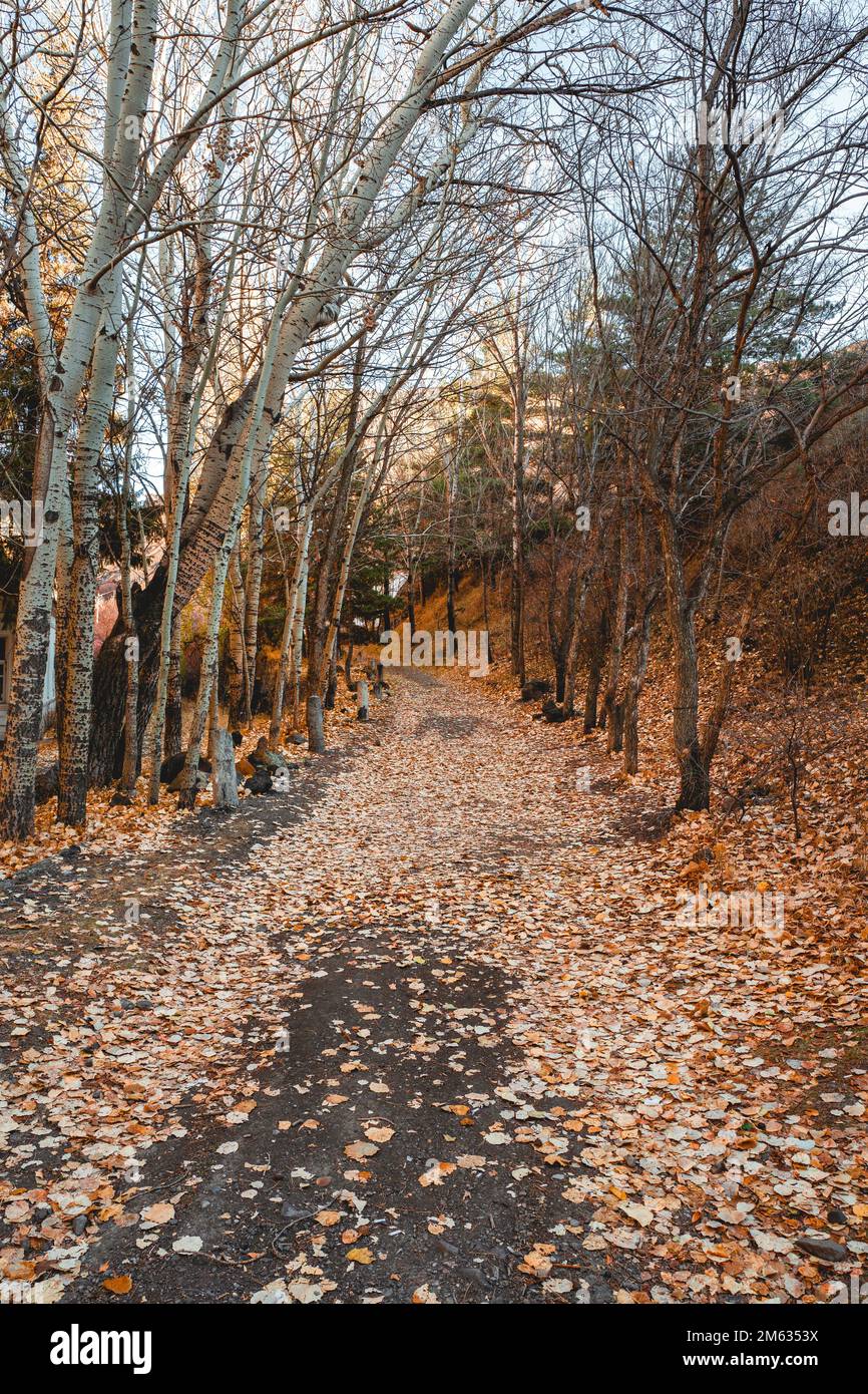 View of path and orange leaves. Autumn concept. High quality photo Stock Photo