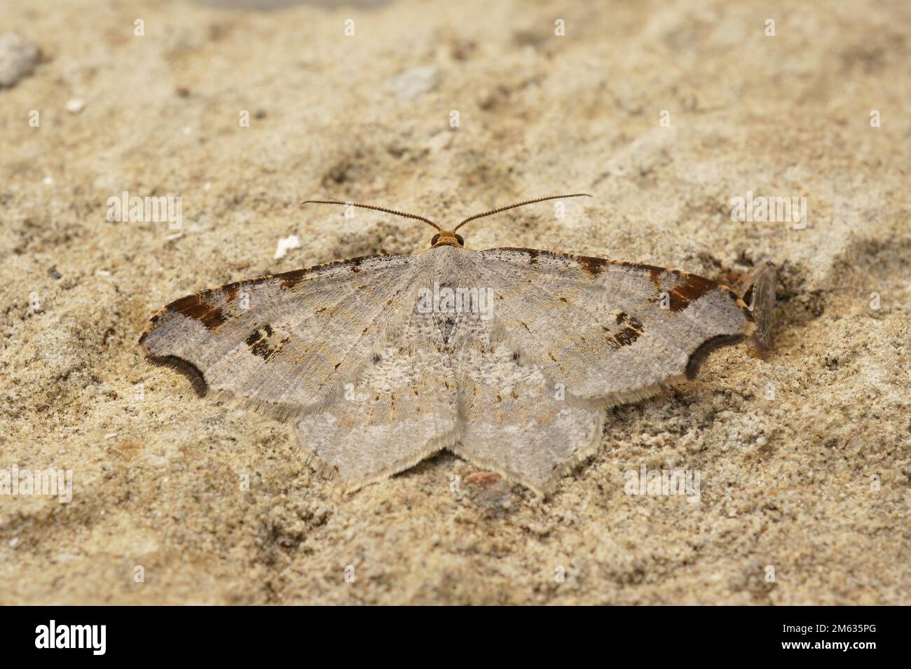 Detailed closeup on the Sharp-angled Peacock geometer moth, Macaria alternata, with spread wings on a stone Stock Photo