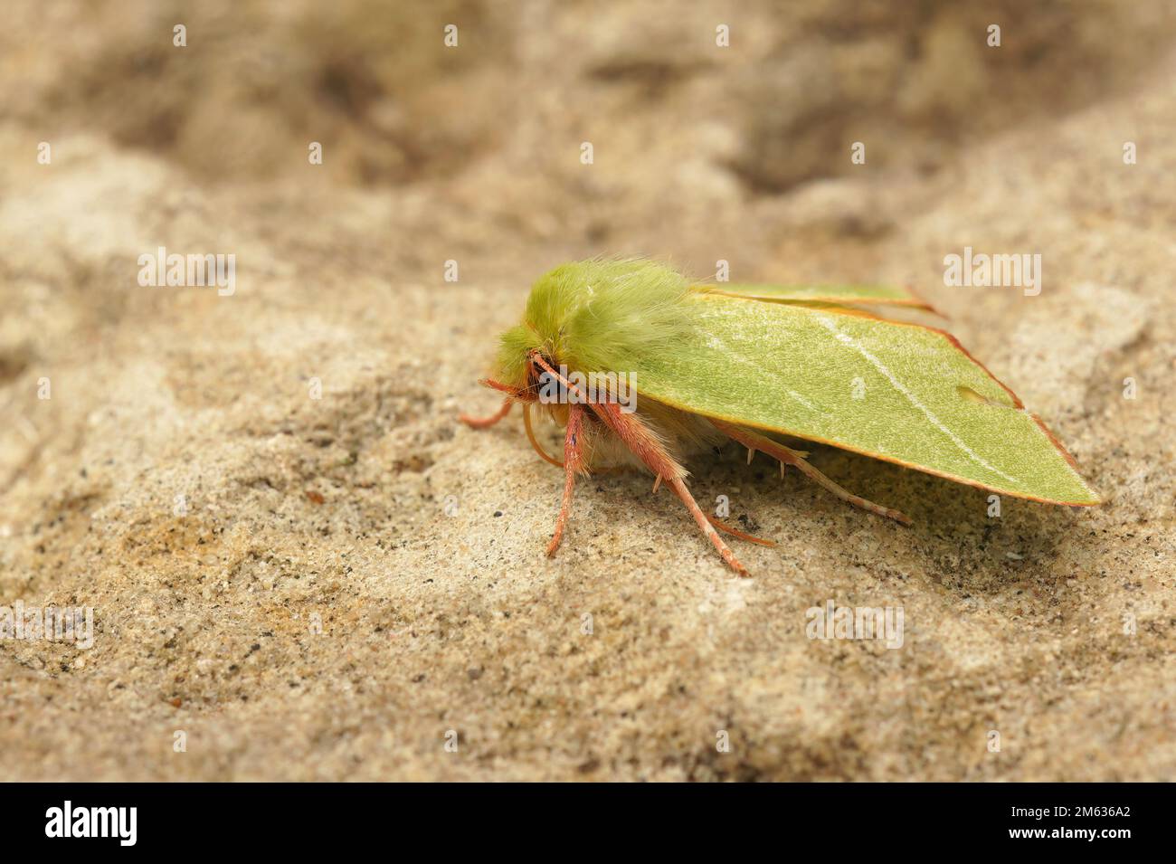 Detailed closeup on the bright green silver-lines owlet moth, Pseudoips prasinana, sitting on a stone Stock Photo