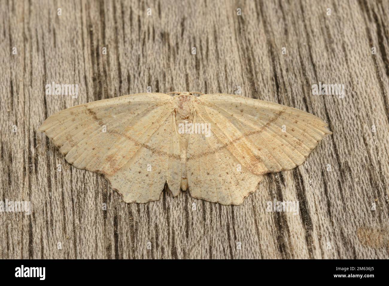 Detailed closeup on the maiden's blush geometer moth, Cyclophora punctaria, sitting with spread wings Stock Photo