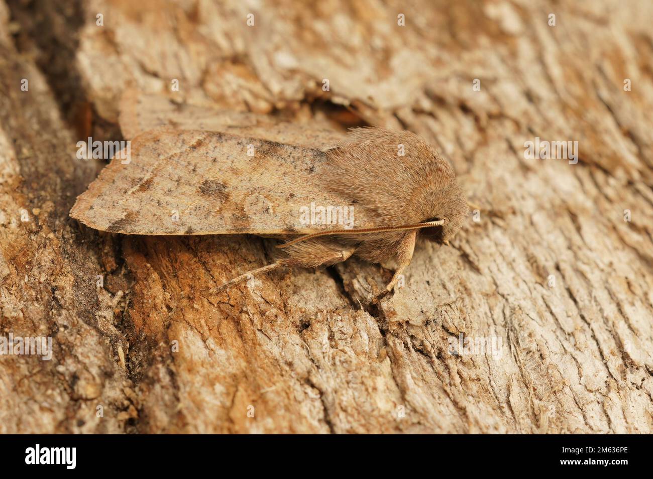 Detailed closeup on the Clouded drab owlet moth, Orthosia incerta, sitting on a piece of wood Stock Photo