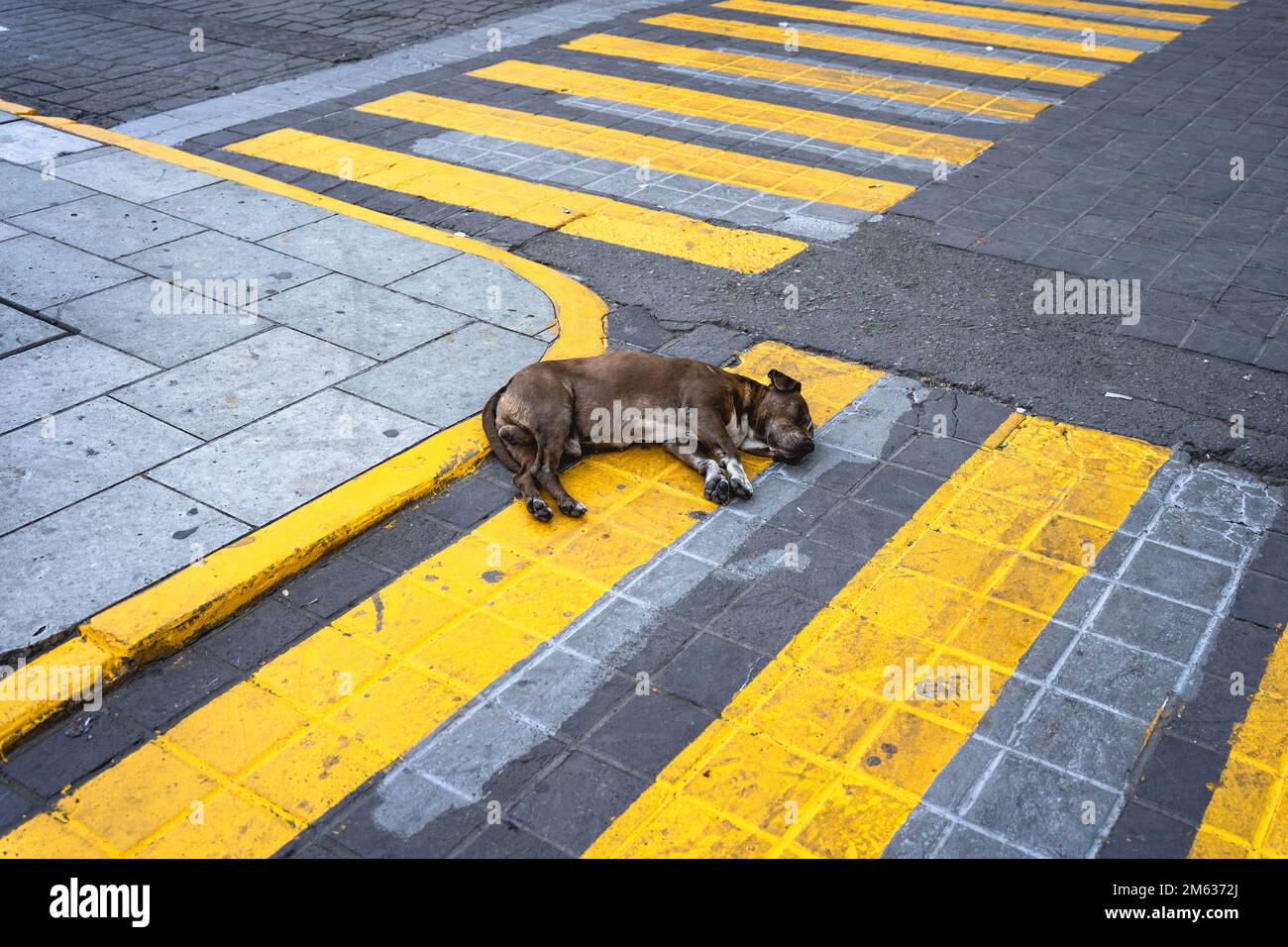 From above of tired adorable brown dog lying and napping on zebra crossing on city street in Mexico Stock Photo