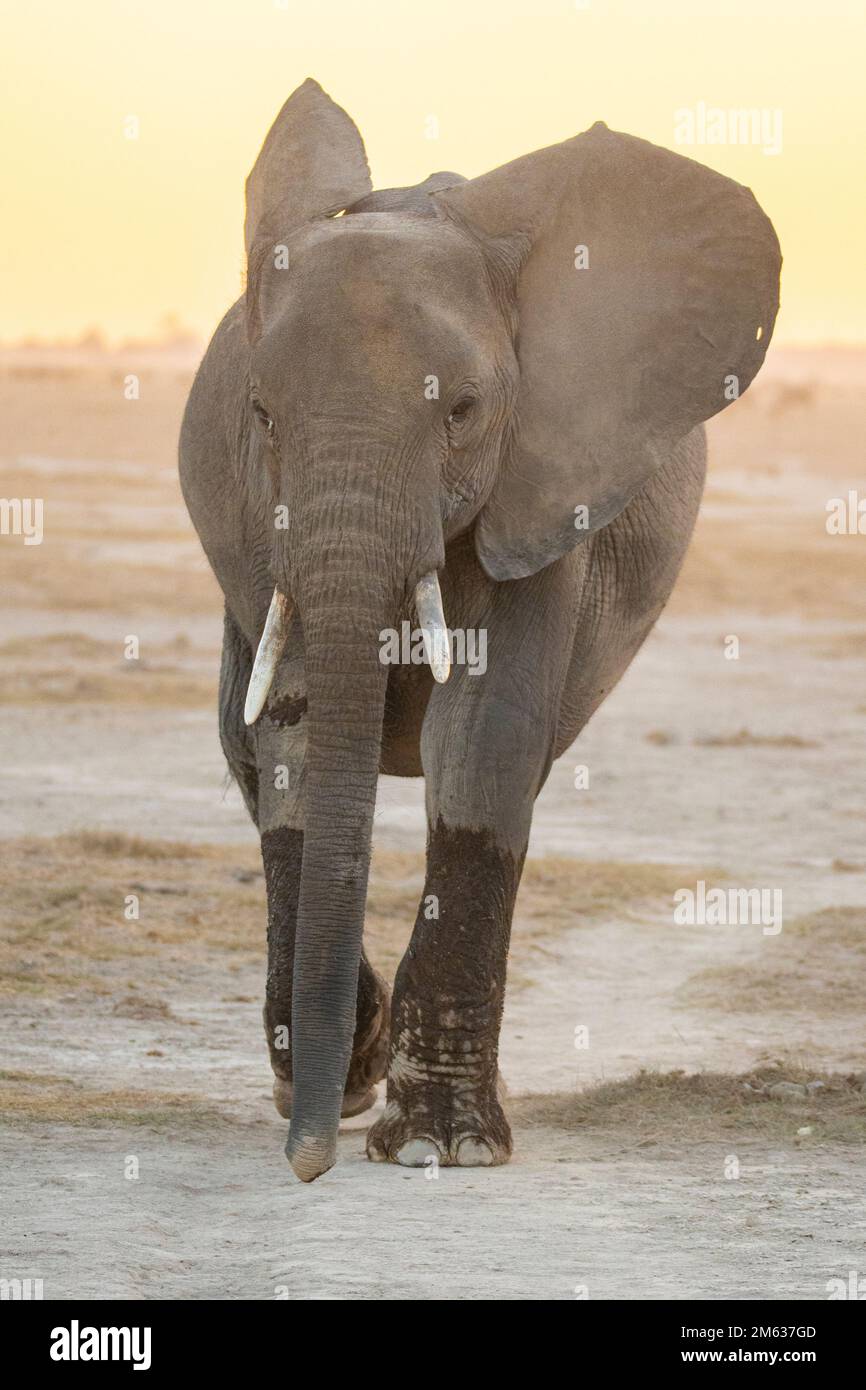 Elephant calf with long trunk walking on dry ground with herd in Amboseli National Park Stock Photo - Alamy Elephant calf with long trunk walking on dry ground with herd in Amboseli National Park Stock Photo - Alamy