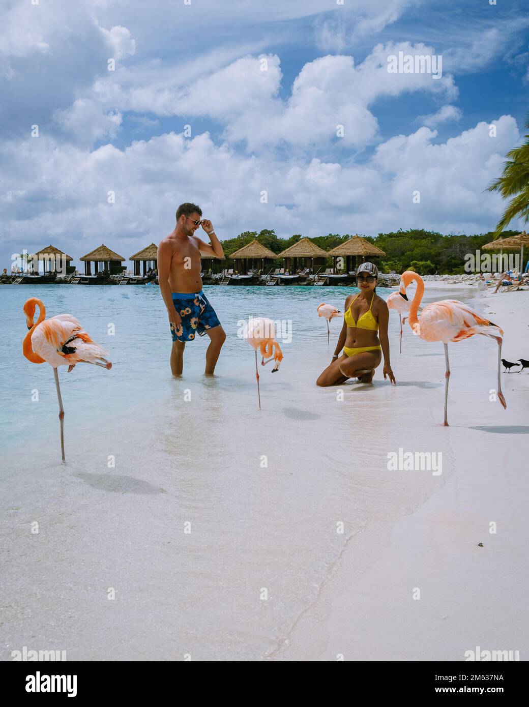Flamingos on beach in aruba hi-res stock photography and images - Alamy