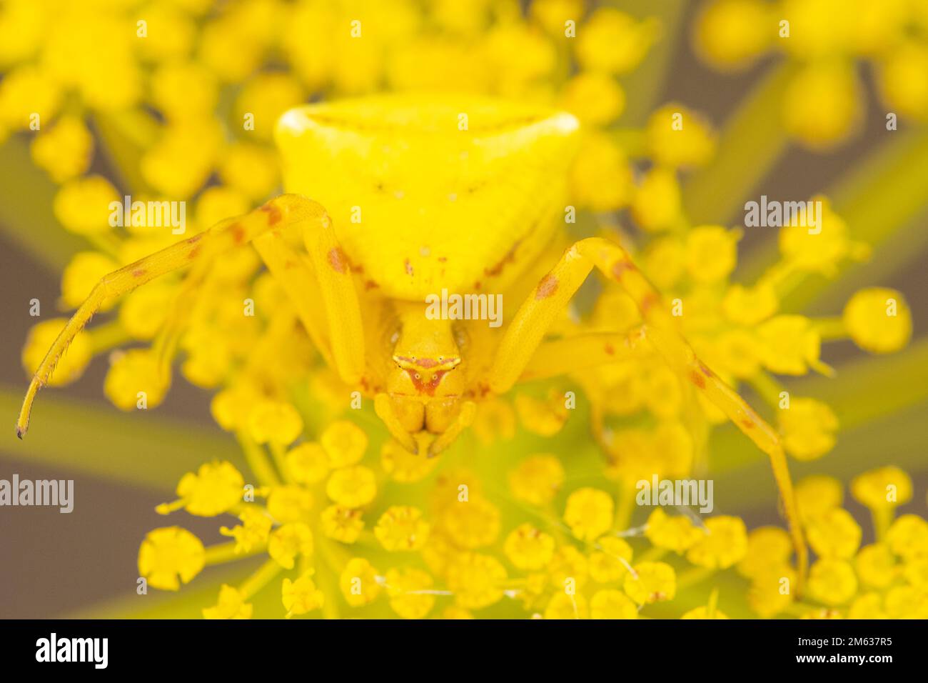 High angle closeup of bright Misumena vatia crab spider sitting on yellow flower on sunny day in Amboseli National Park in Kenya Stock Photo