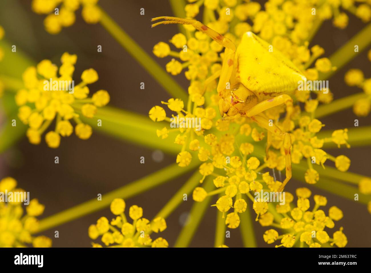 High angle closeup of bright Misumena vatia crab spider sitting on yellow flower on sunny day in Amboseli National Park in Kenya Stock Photo