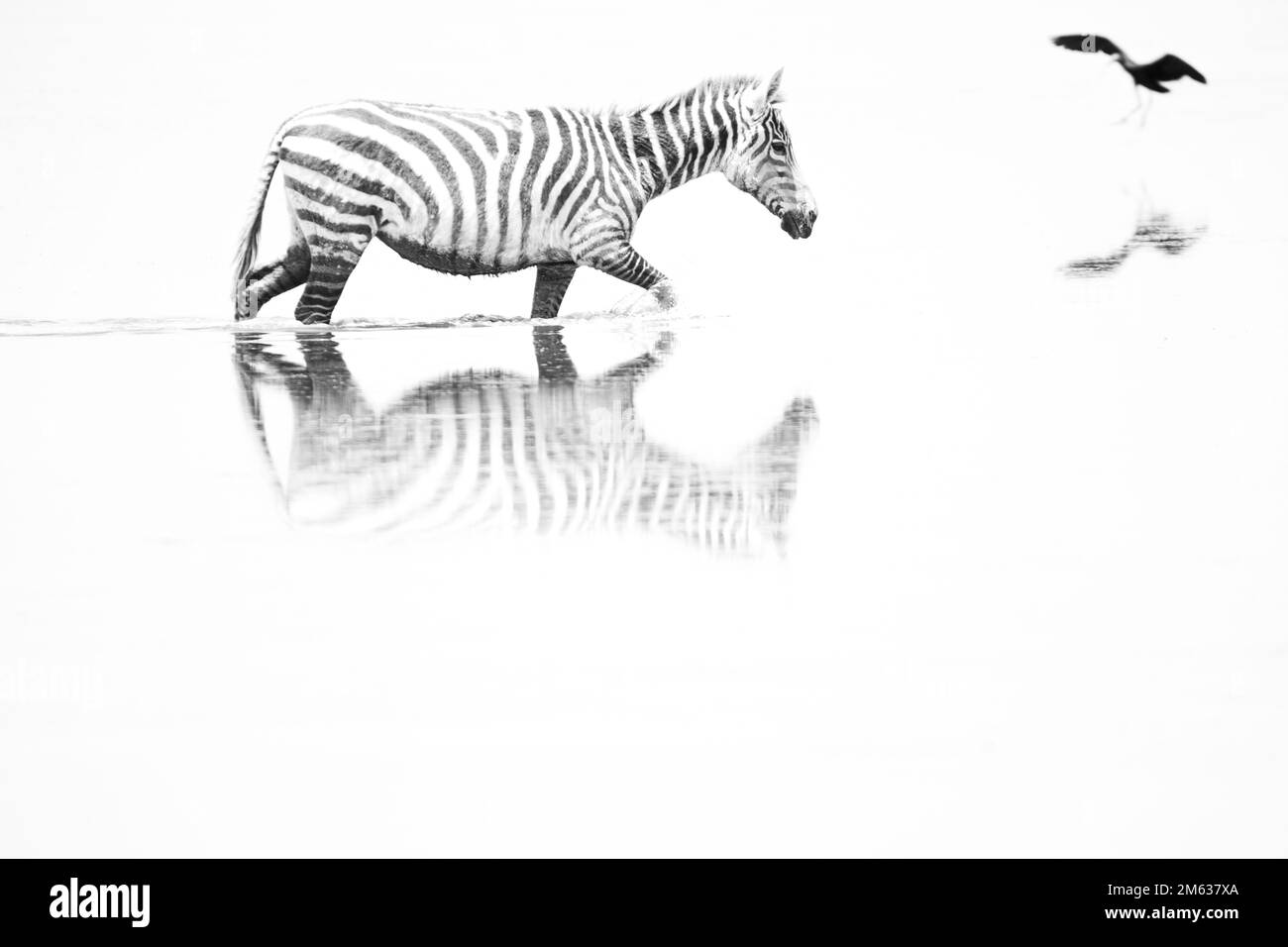Black and white common zebra walking in clean lake water in Amboseli ...