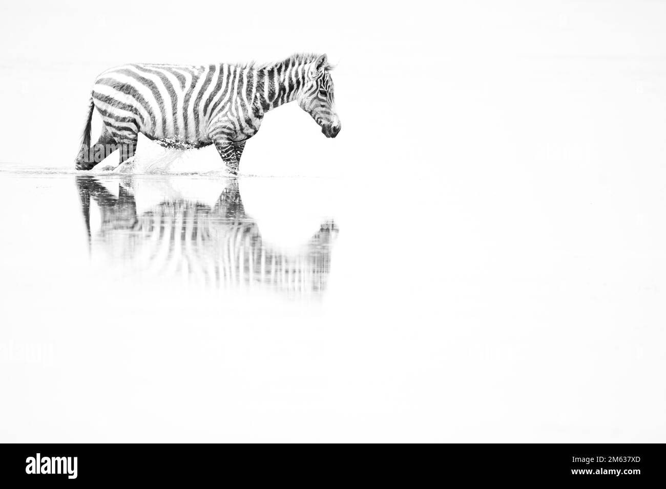 Black and white common zebra walking in clean lake water in Amboseli ...