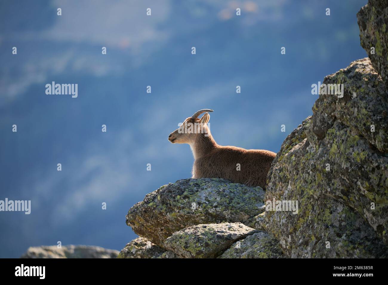 Side view of wild mountain goat standing on rough rocky hill against ...
