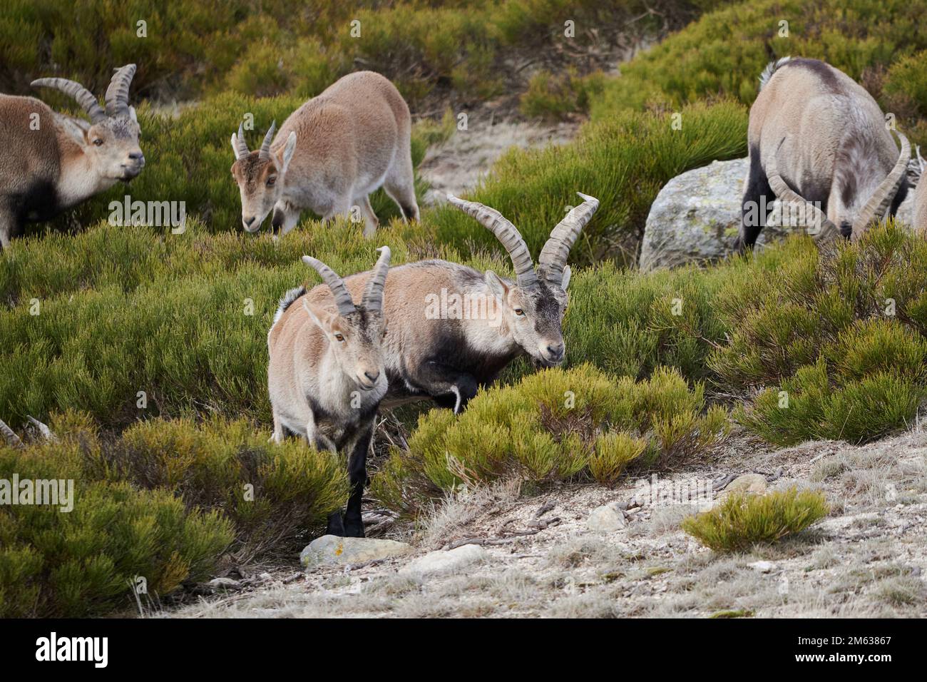 Herd of domestic mountain brown goats grazing on green grassy hill in ...