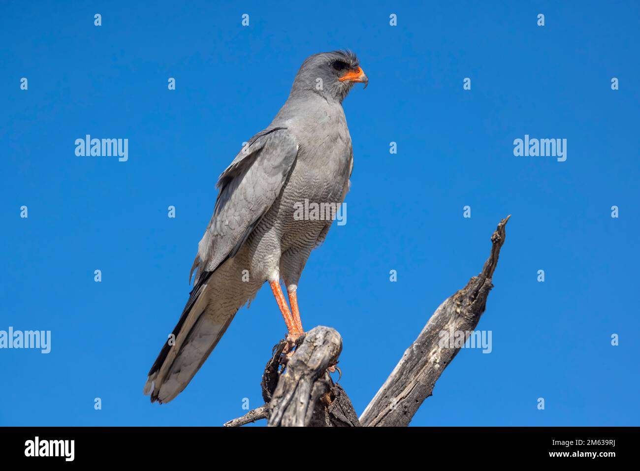Single tree against dark sky hi-res stock photography and images - Alamy