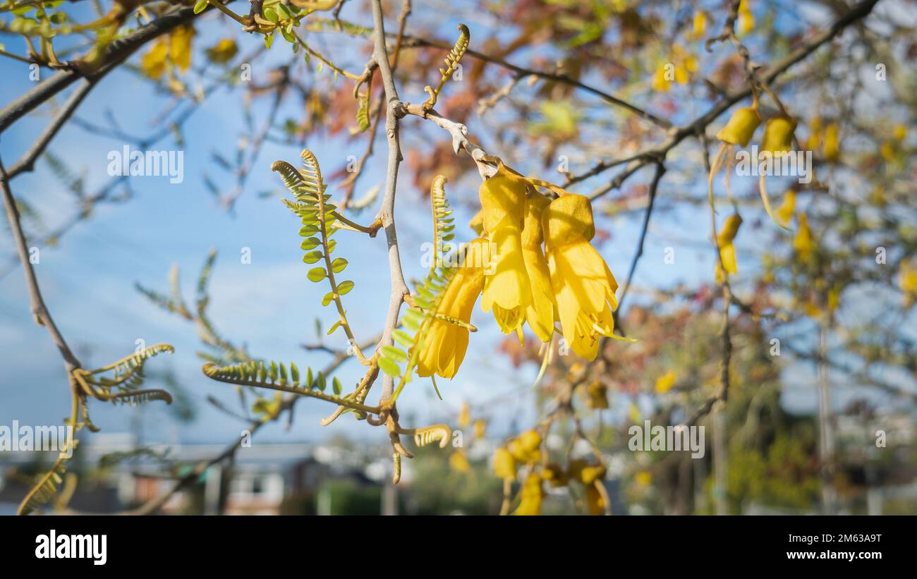 Yellow flowers of the native Kowhai tree along the suburban street in