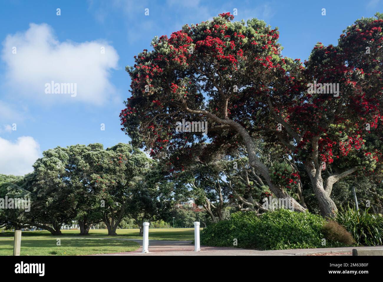 Pohutukawa trees in full bloom in a park, Auckland. New Zealand