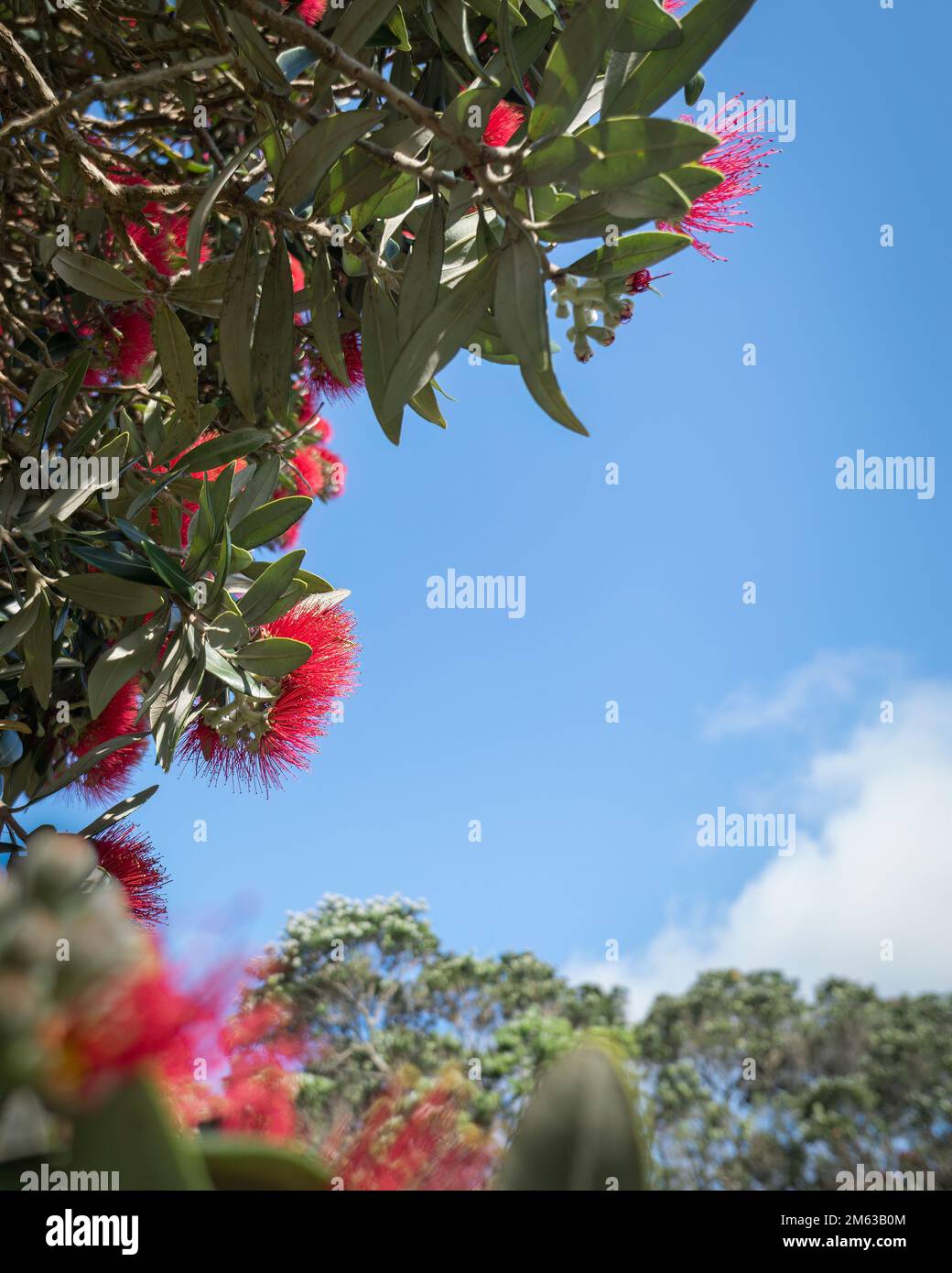 Pohutukawa trees in full bloom against a blue sky, New Zealand