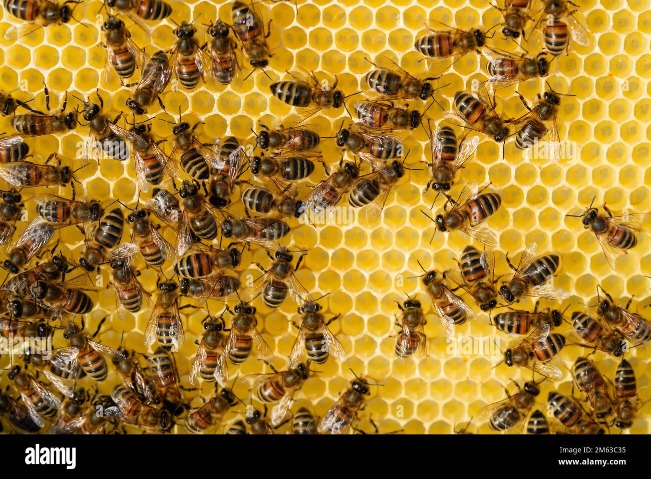 Insect comb hi res stock photography and images Alamy Insect comb hi res stock photography and images Alamy